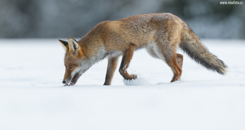 Liška obecná  (Vulpes vulpes)  A42I3309ok