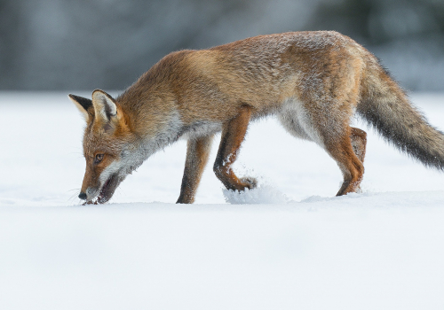 Liška obecná  (Vulpes vulpes)  A42I3309ok