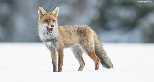 Liška obecná  (Vulpes vulpes)  A42I3322ok