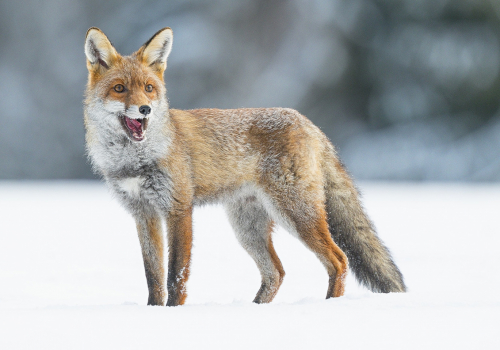 Liška obecná  (Vulpes vulpes)  A42I3322ok