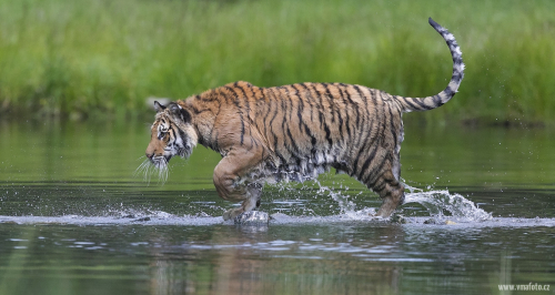 Tygr ussurijský  (Panthera tigris)  A42I3324ok