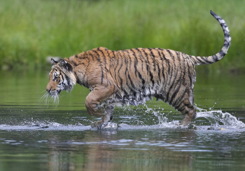 Tygr ussurijský  (Panthera tigris)  A42I3324ok