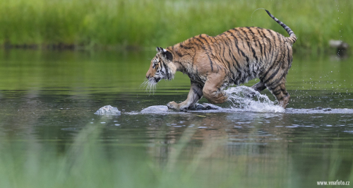 Tygr ussurijský  (Panthera tigris)  A42I3335ok