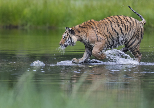 Tygr ussurijský  (Panthera tigris)  A42I3335ok