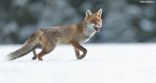 Liška obecná  (Vulpes vulpes)  A42I3340ok