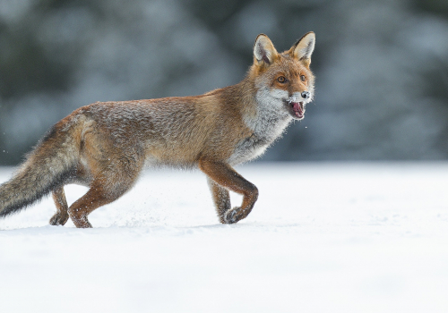 Liška obecná  (Vulpes vulpes)  A42I3340ok