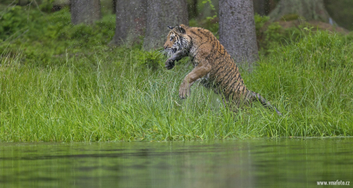Tygr ussurijský  (Panthera tigris)  A42I3444ok