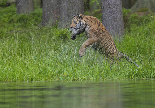 Tygr ussurijský  (Panthera tigris)  A42I3444ok