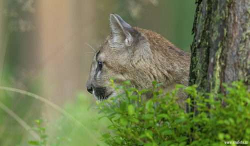 Puma americká  (Puma concolor)  A42I3908ok
