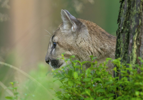 Puma americká  (Puma concolor)  A42I3908ok