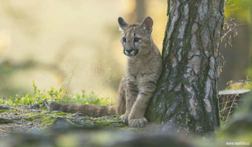 Puma americká  (Puma concolor)  A42I4093ok