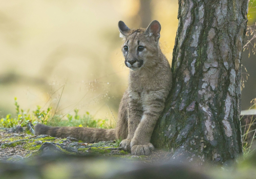 Puma americká  (Puma concolor)  A42I4093ok