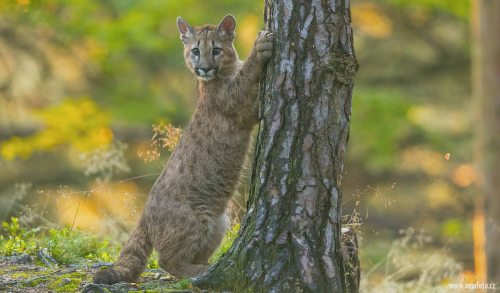 Puma americká  (Puma concolor)  A42I4242ok