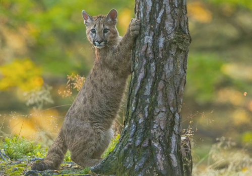 Puma americká  (Puma concolor)  A42I4242ok
