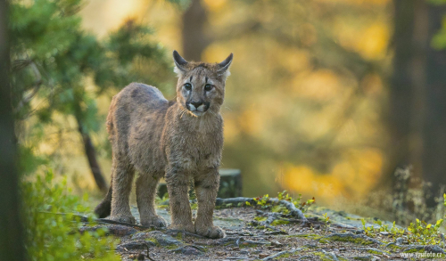 Puma americká  (Puma concolor)  A42I4354ok