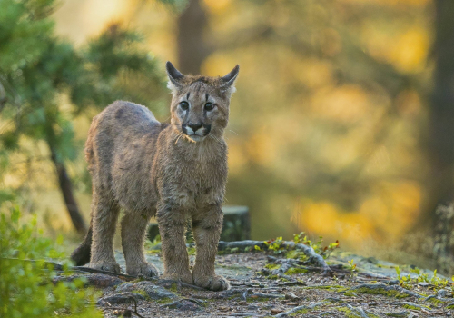 Puma americká  (Puma concolor)  A42I4354ok