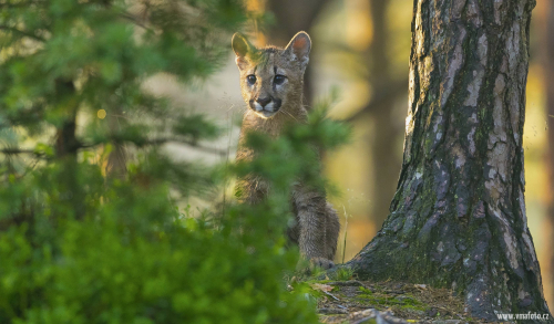 Puma americká  (Puma concolor)  A42I4740ok