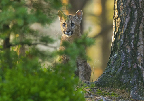 Puma americká  (Puma concolor)  A42I4740ok