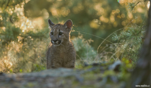 Puma americká  (Puma concolor)  A42I4878ok