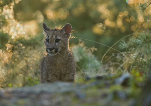 Puma americká  (Puma concolor)  A42I4878ok