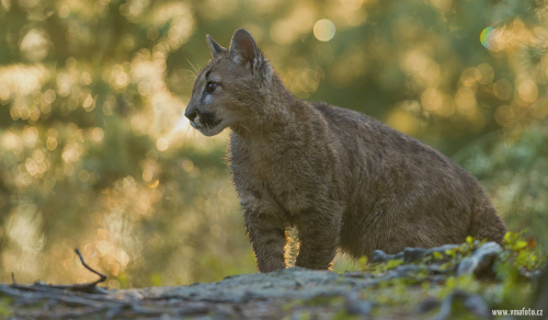 Puma americká  (Puma concolor)  A42I4906ok