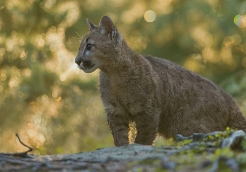 Puma americká  (Puma concolor)  A42I4906ok
