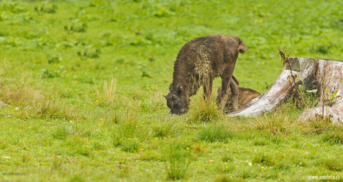 Zubr evropský  (Bison bonasus)  A42I4967ok
