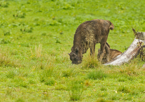 Zubr evropský  (Bison bonasus)  A42I4967ok