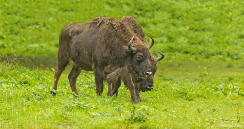 Zubr evropský  (Bison bonasus)  A42I4968ok