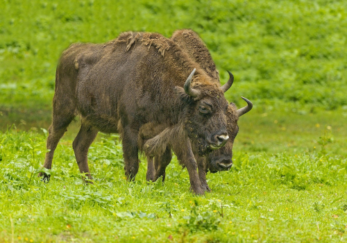 Zubr evropský  (Bison bonasus)  A42I4968ok