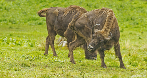 Zubr evropský  (Bison bonasus)  A42I5003ok