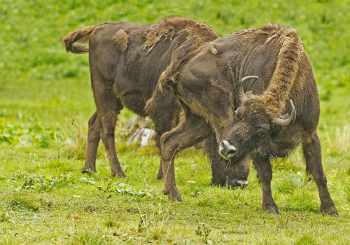 Zubr evropský  (Bison bonasus)  A42I5003ok