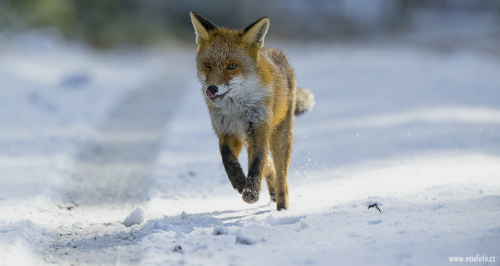 Liška obecná  (Vulpes vulpes)  A42I5187ok