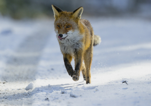 Liška obecná  (Vulpes vulpes)  A42I5187ok