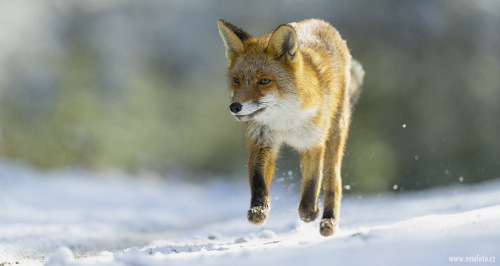 Liška obecná  (Vulpes vulpes)  A42I5229ok