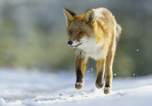 Liška obecná  (Vulpes vulpes)  A42I5229ok