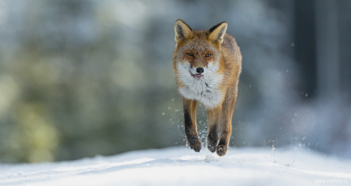 Liška obecná  (Vulpes vulpes)  A42I5267ok
