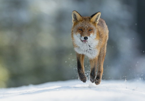 Liška obecná  (Vulpes vulpes)  A42I5267ok