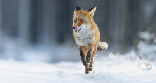 Liška obecná  (Vulpes vulpes)  A42I5387ok