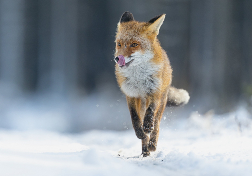 Liška obecná  (Vulpes vulpes)  A42I5387ok