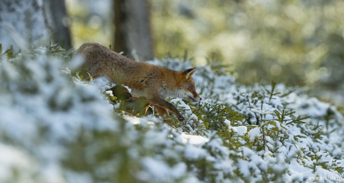 Liška obecná  (Vulpes vulpes)  A42I5429ok