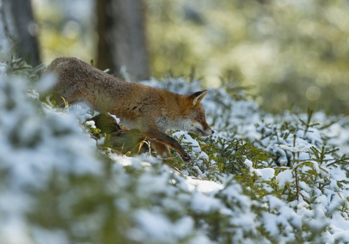 Liška obecná  (Vulpes vulpes)  A42I5429ok