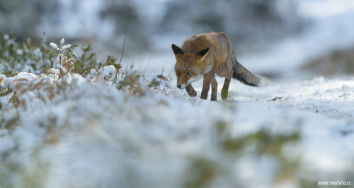 Liška obecná  (Vulpes vulpes)  A42I5439ok