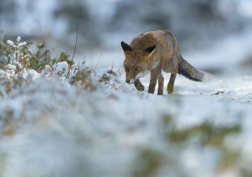 Liška obecná  (Vulpes vulpes)  A42I5439ok