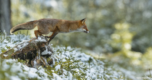 Liška obecná  (Vulpes vulpes)  A42I5563ok