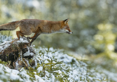 Liška obecná  (Vulpes vulpes)  A42I5563ok