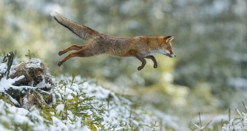 Liška obecná  (Vulpes vulpes)  A42I5599ok