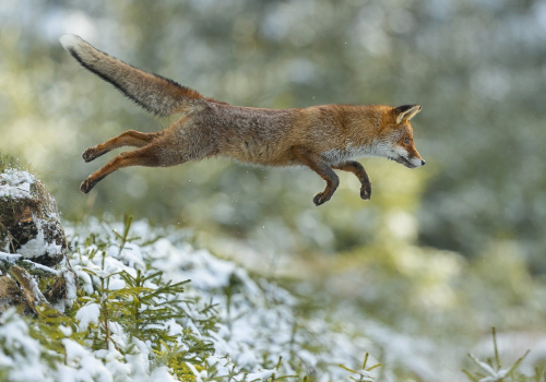 Liška obecná  (Vulpes vulpes)  A42I5599ok