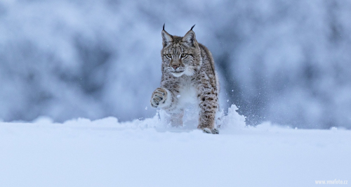 Rys ostrovid  (Lynx lynx)  A42I5688ok