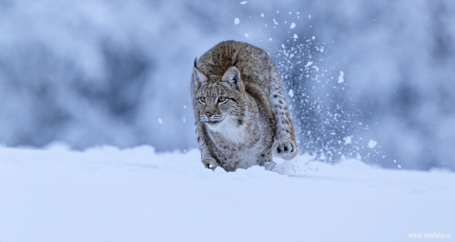 Rys ostrovid  (Lynx lynx)  A42I5691ok